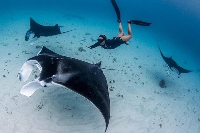 Snorkeling 4 Spot With Manta Bay Or Optional Land Trip - Four reasons this Nusa Penida trip is worth a look