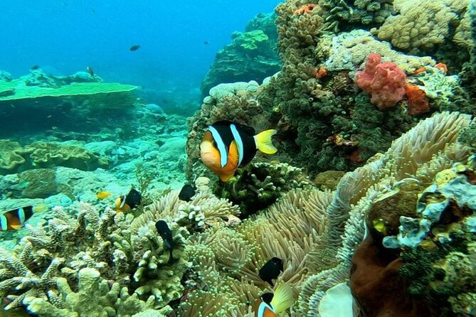 Snorkeling 4 Spot With Manta Bay Or Optional Land Trip - Gamat Bay and coral gardens