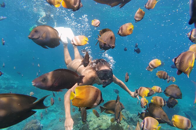 Snorkeling 4 Spot With Manta Bay Or Optional Land Trip - What to bring and how to prepare