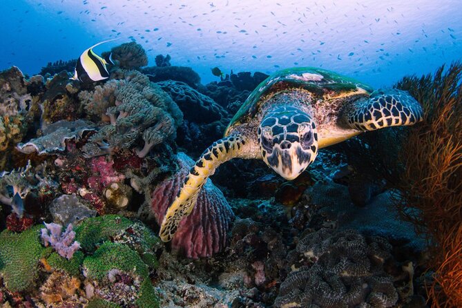 Snorkeling 4 Spot With Manta Bay Or Optional Land Trip - Manta Bay and the hope of seeing rays
