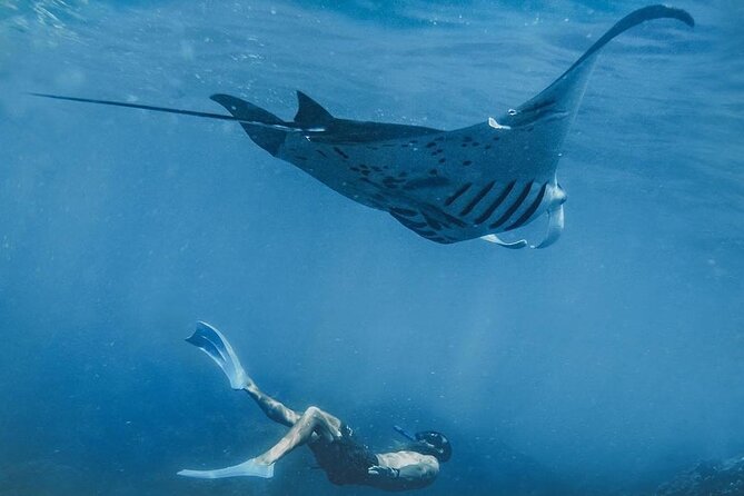 Snorkeling adventure to the manta ray habitat in Nusa Penida - Key points to know before you book