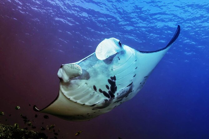Snorkeling Adventure with East Nusa Penida Tour All Inclusive - An early start from Jimbaran to Sanur