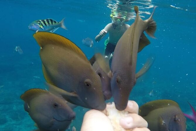 Snorkeling Adventure with East Nusa Penida Tour All Inclusive - Diamond Beach and the cost of the famous view