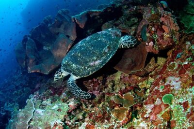 Snorkeling Adventure with East Nusa Penida Tour All Inclusive