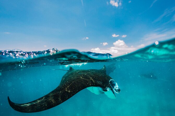 Snorkeling and Freediving Trip around Nusa Penida - Key points to know before booking