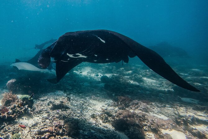 Snorkeling and Freediving Trip around Nusa Penida - SD Point offers a gentler final stop
