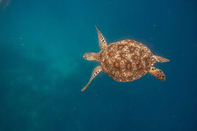 Snorkeling and Freediving Trip around Nusa Penida - How the group size affects the experience