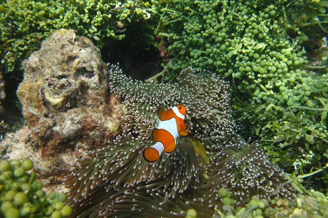 Snorkeling and Island Hopping Tour in Karimunjawa (sharing tour) - What the Karimunjawa boat day is really like