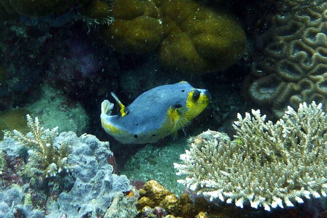 Snorkeling and Island Hopping Tour in Karimunjawa (sharing tour) - First island stop: beach time and a fresh barbecue lunch
