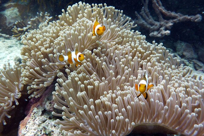 Snorkeling and Island Hopping Tour in Karimunjawa (sharing tour) - Second island stop: time to choose your own pace