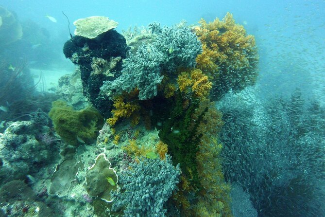 Snorkeling and Island Hopping Tour in Karimunjawa (sharing tour) - How the $19.58 price holds up