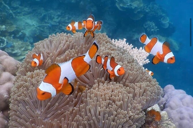 Snorkeling At Blue lagoon And Hidden waterfall - Satria Coffee Plantation and free tasting