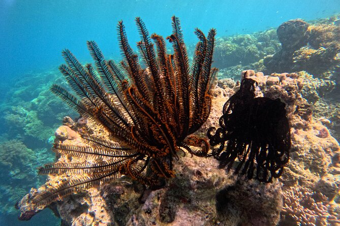 Snorkeling at Menjangan Island Bali Hidden Underwater Gem - Lunch and the return to shore