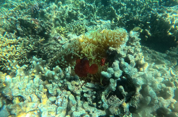 Snorkeling at Menjangan Island Bali Hidden Underwater Gem - What the $48 price really covers