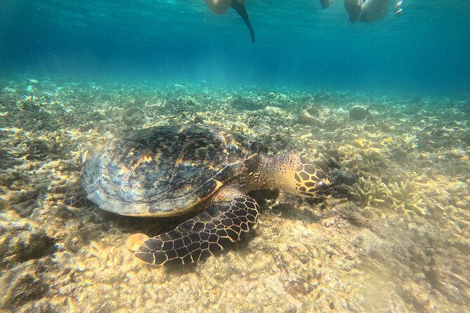 Snorkeling at Menjangan Island Bali Hidden Underwater Gem - The short boat ride from Banyuwedang Beach