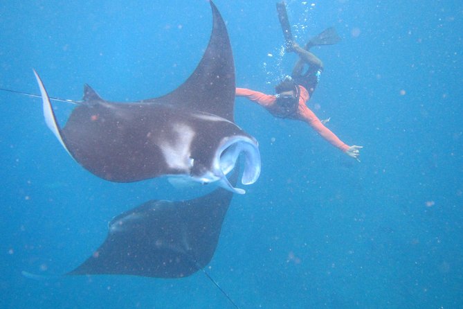 Snorkeling Day Trip To Lembongan and Penida - Key points to know before booking