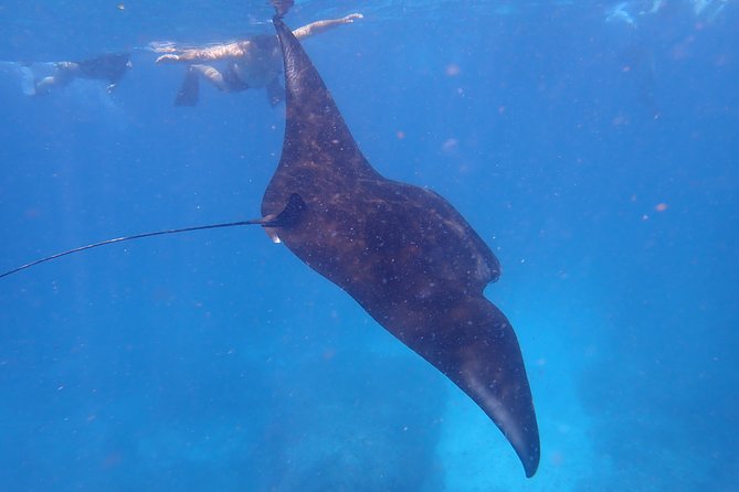 Snorkeling Day Trip To Lembongan and Penida - Starting at Serangan Port around 7:30 a.m.