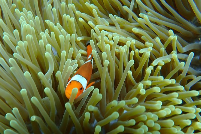 Snorkeling Day Trip To Lembongan and Penida - Indonesian buffet lunch, shower, and a welcome reset