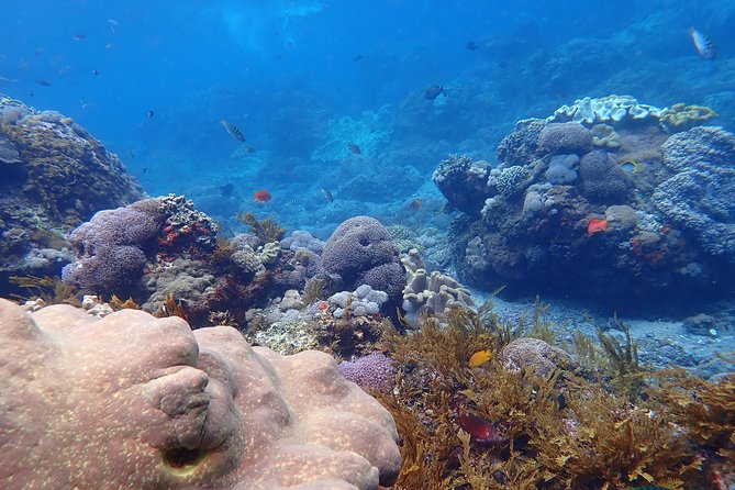 Snorkeling Day Trip To Lembongan and Penida - Safety, swimming ability, and the hard questions