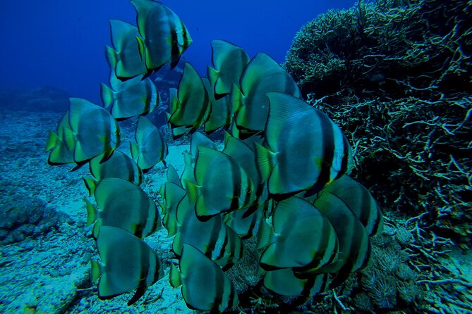 Snorkeling Day Trip to Nusa Lembongan and Nusa Penida - Who should book this day trip?
