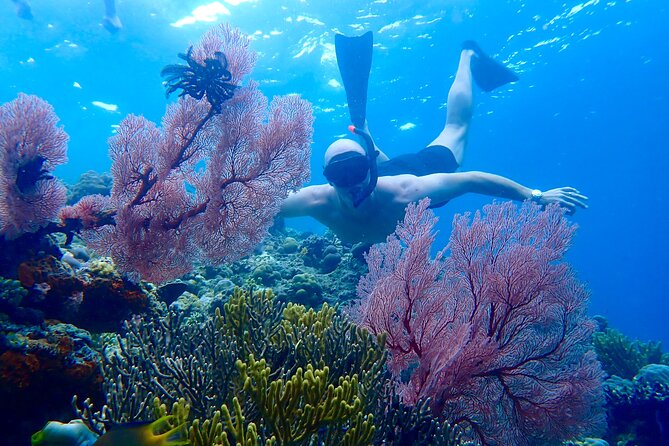 Snorkeling in Menjangan Island with Pickup and Lunch - What makes this Menjangan trip worth considering