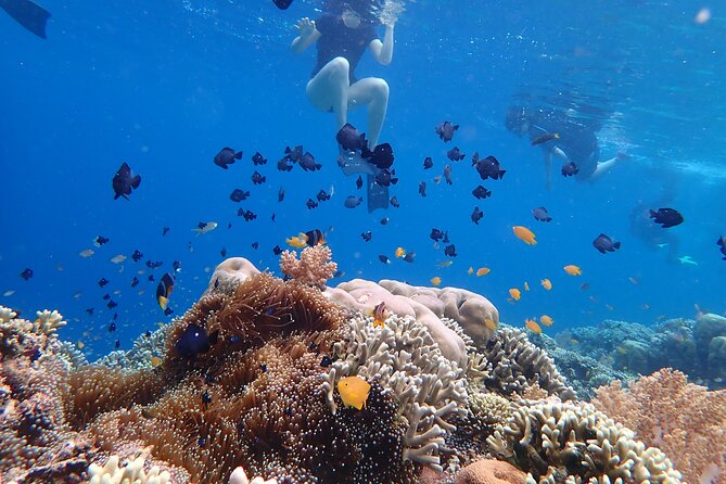 Snorkeling in Menjangan Island with Pickup and Lunch - The second snorkeling spot
