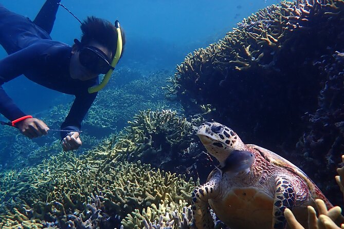 Snorkeling in Menjangan Island with Pickup and Lunch - Returning after about four hours