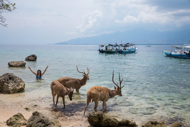 Snorkeling in Menjangan Island with Pickup and Lunch - What the $39.73 price includes in practical terms