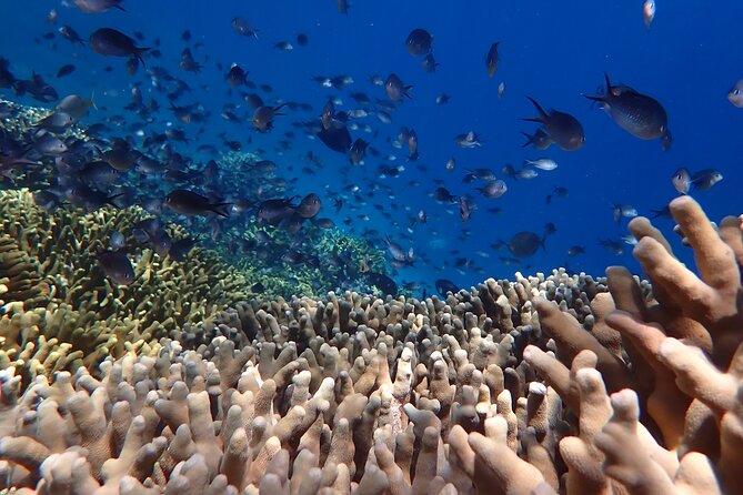 Snorkeling in Menjangan Island with Pickup and Lunch - The guide, photos, and the human side of the trip