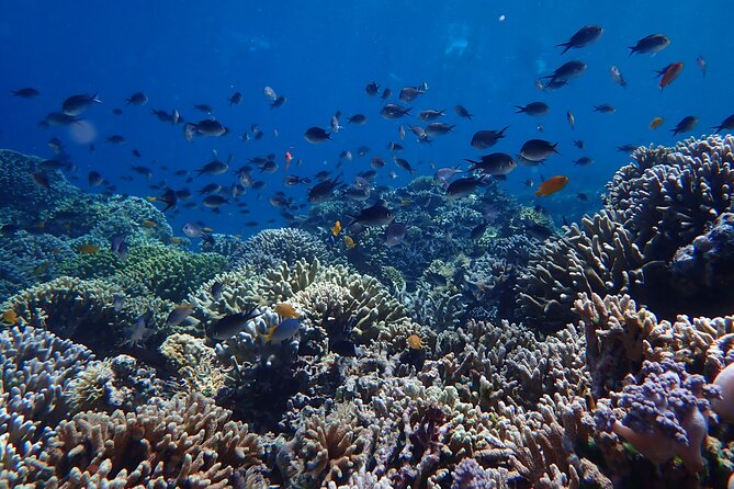 Snorkeling in Menjangan Island with Pickup and Lunch - Who should book this half-day outing?