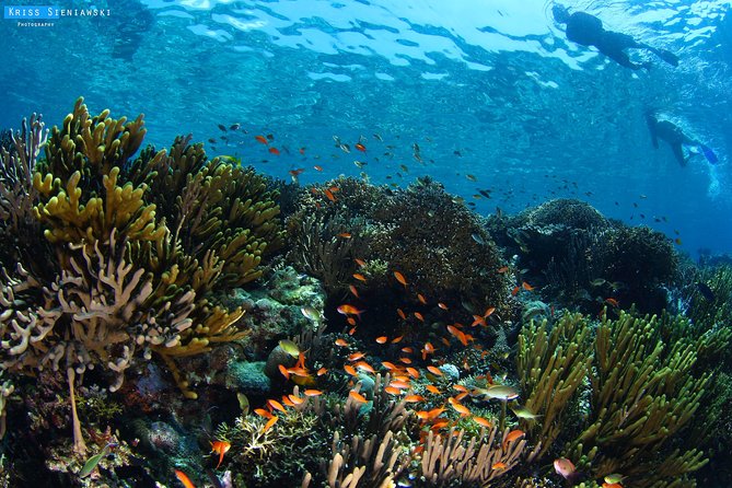 Snorkeling in Menjangan Marine Park - Discover abundant marine life of Pemuteran - Key points to know before you book