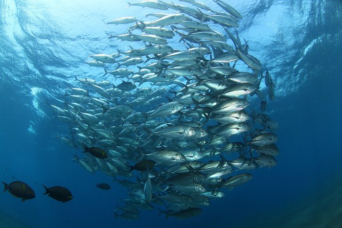 Snorkeling in Menjangan Marine Park - Discover abundant marine life of Pemuteran - Menjangan Island, deer, and the limestone temple