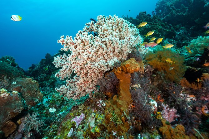 Snorkeling in Menjangan Marine Park - Discover abundant marine life of Pemuteran - Who will enjoy this outing most