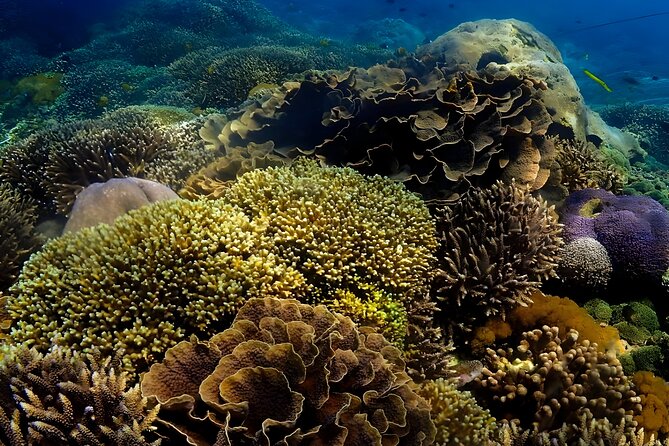Snorkeling In Nusa Penida Departing From Bali Island - What this Nusa Penida trip is really like