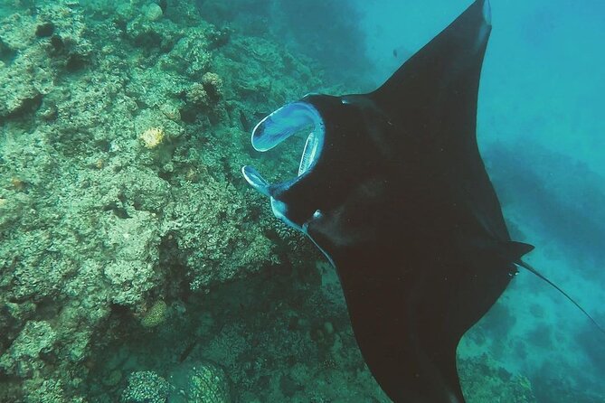 Snorkeling In Nusa Penida Departing From Bali Island - Gamat Bay: a promising first water stop