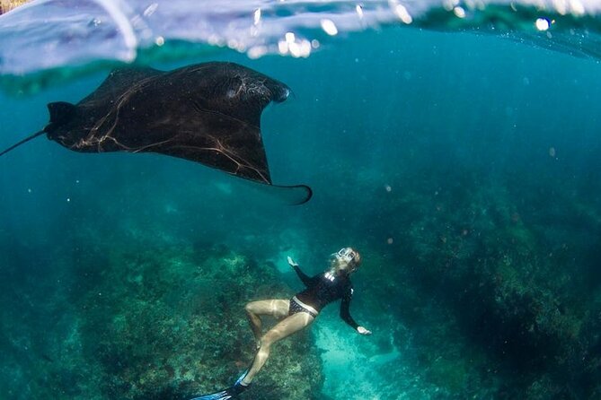 Snorkeling Manta Ray in Nusa Lembongan - What This Nusa Lembongan Trip Actually Offers