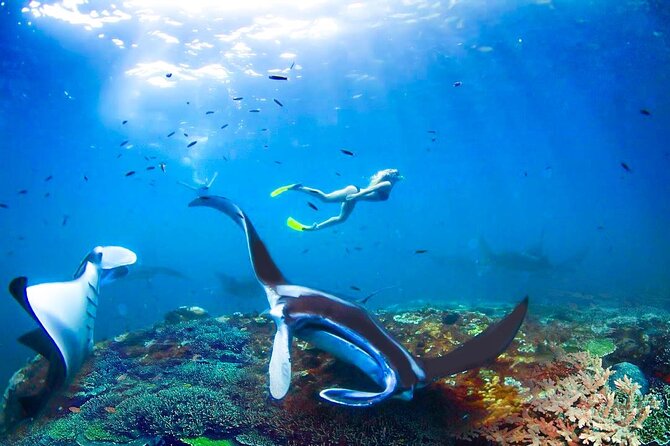 Snorkeling Manta Ray Safari in Nusa Penida - Gamat Bay: a useful change of scenery