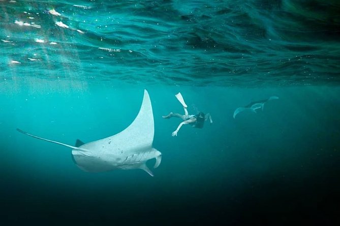 Snorkeling Manta Ray Safari in Nusa Penida - What is included for $15.28