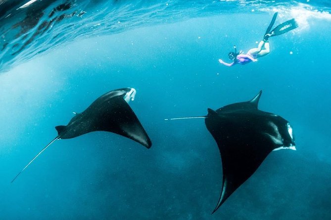 Snorkeling Manta Ray Safari in Nusa Penida - Group size: the most important practical concern