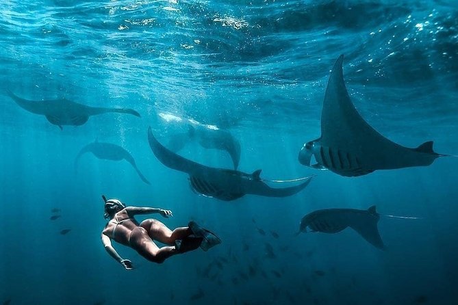 Snorkeling Manta Ray Safari in Nusa Penida - Manta Bay: the reason most people book