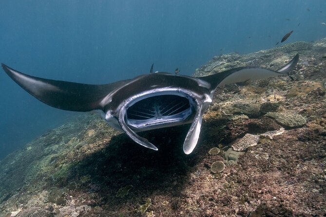 Snorkeling Manta Rays, Land Tour Tembeling Pool & Kelingking - Quick points to know before booking