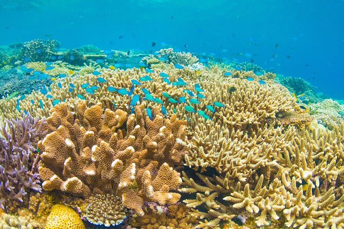 Snorkeling Manta Rays, Land Tour Tembeling Pool & Kelingking - Tembeling Beach and Forest: a natural pool in the jungle