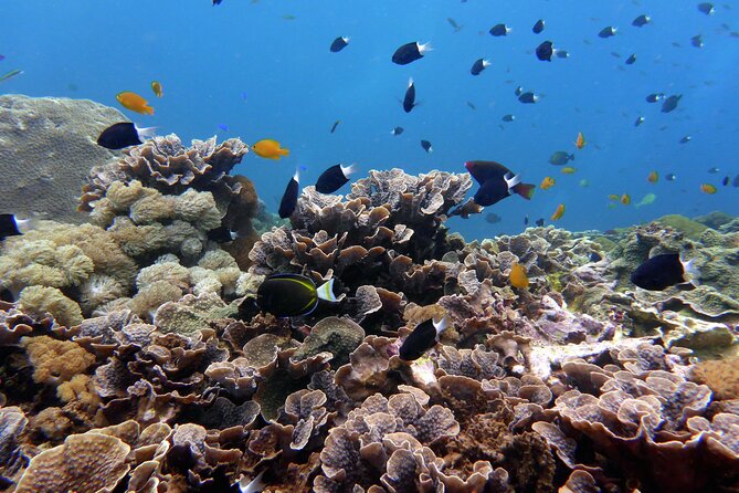Snorkeling Nusa Penida and Island Tour Package - The early run from Seminyak to Sanur