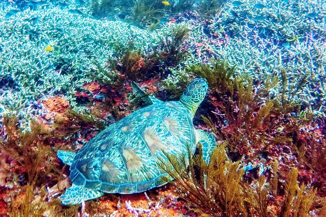 Snorkeling Package at Padang Bai Blue Lagoon - Starting at 7:00 a.m. in Sanur
