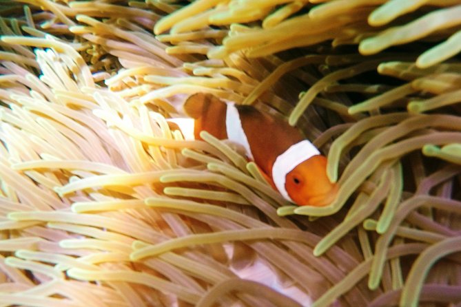 Snorkeling Package at Padang Bai Blue Lagoon - Blue Lagoon: the first water session