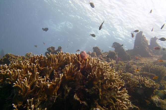 Snorkeling Package at Tulamben Liberty Shipwreck - Getting ready at Bali Diving