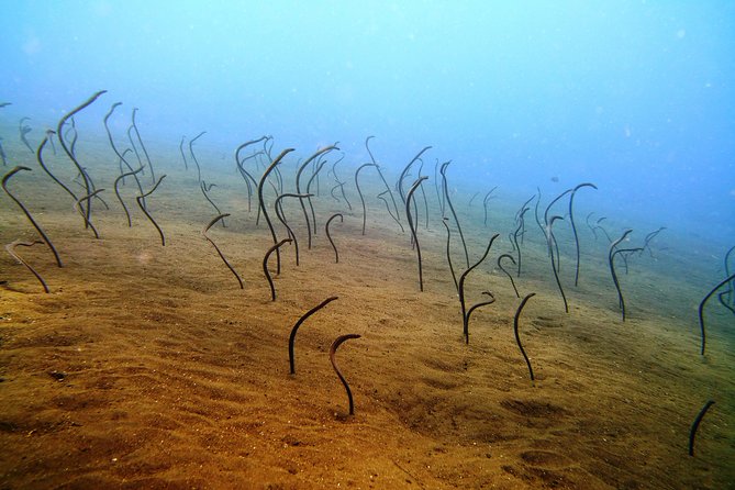 Snorkeling Package at Tulamben Liberty Shipwreck - Snorkeling session one at 11:00 AM