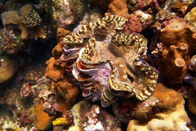 Snorkeling Package at Tulamben Liberty Shipwreck - How the price compares with the experience