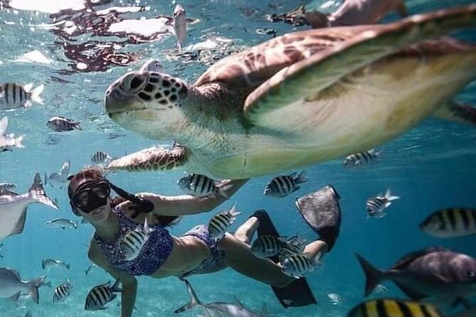 Snorkeling Tour In Gili Islands Pick Up From Lombok Or Gili - What is included, and what you still need