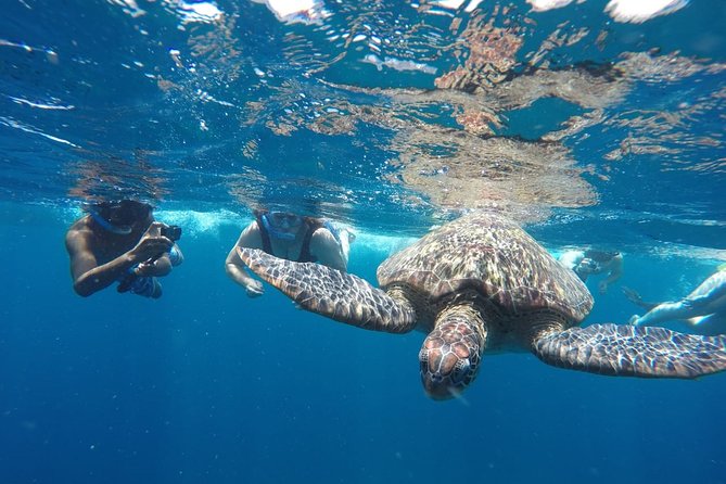 Snorkeling Tour In Gili Islands Pick Up From Lombok Or Gili - Starting at 9:00 am with hotel pickup
